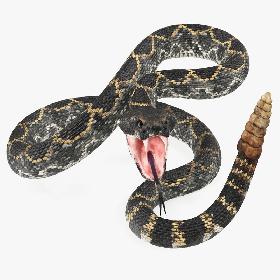 3D model Dark Rattlesnake Attack Pose 3D Model